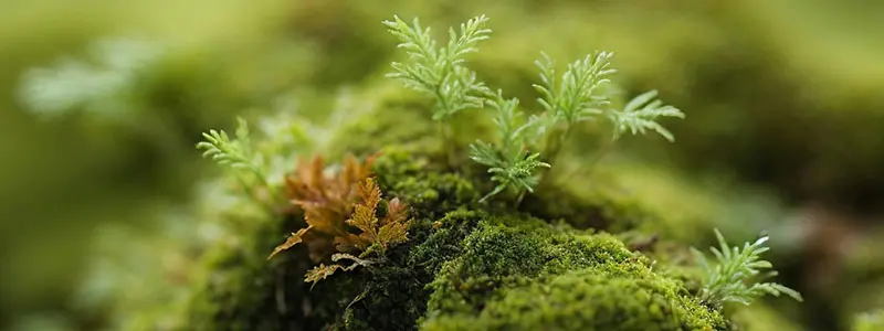 分类： <span>地衣植物门</span>